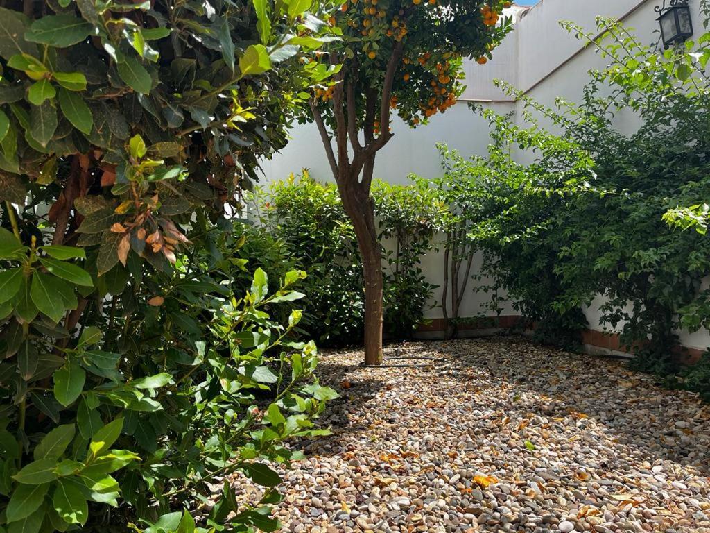 Acogedor Apartamento Junto A Plaza De San Agustin Córdoba Exterior foto